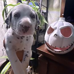 Lilo - White and liver brown female Dalmatian puppy in Hastings, Florida from Love My Spotty Dalmatians