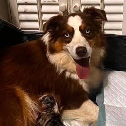 Shy - Australian Shepherd