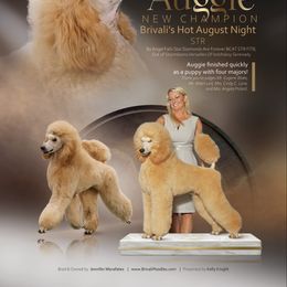 August - Poodle