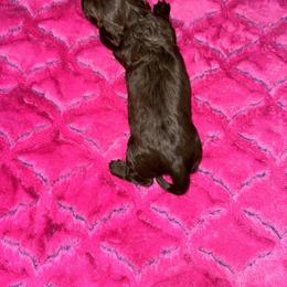 Dachshund Puppies from The Hunters Doxie Den