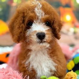 Twix - Chocolate male Cavapoo puppy in Dickerson, Maryland from Pawsome Aussie Doodles and Oodles