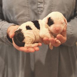 Storm - Black and white male Sheepadoodle puppy in Cleveland, Tennessee from Narrow Path Old English & Sheepadoodles