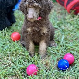 Poodle Puppies from Powder Puff Poodles