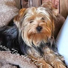 Porsha - Morkie