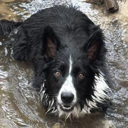 Border Collies and German Shepherds from Karen Wilson