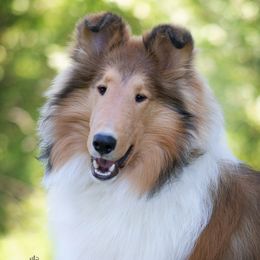 Andrew - Collie