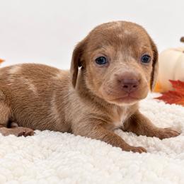 Toffee - Dapple male Dachshund puppy in Port Saint Lucie, Florida from ThePuppyVille