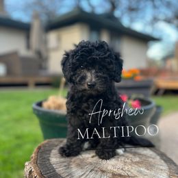 Donna - Phantom Maltipoo puppy in Weatherford, Texas from Aprishew Maltipoo