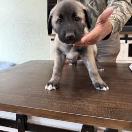 Anatolian Shepherd Dog Puppies from Swan Falls Farm