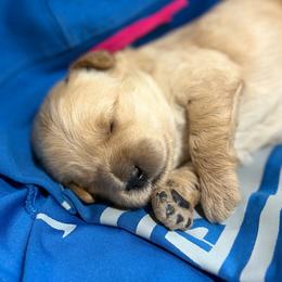 Brees - Red  female Goldendoodle puppy in Zeeland, Michigan from Dandelion Lane Doodles