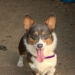 Cinch  - Pembroke Welsh Corgi