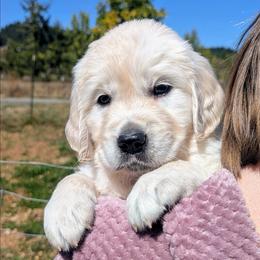 Purple Female - Light golden female Golden Retriever puppy in Roseburg, Oregon from Unbound Goldens