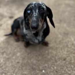 Roxie - Dachshund