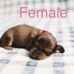 Female 1 - Red female Dachshund puppy in Winton, North Carolina from Parker’s all American Doxies