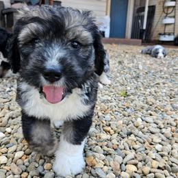 Green - Sable male Bernedoodle puppy in Shelby, North Carolina from Forever Grateful Doodles