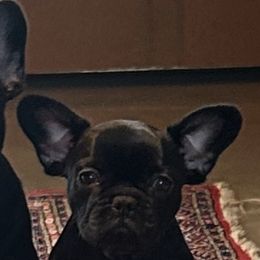 French Bulldogs from Iron Oak Kennel