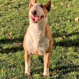 Smile - Bull Terrier