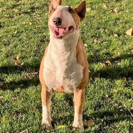 Smile - Bull Terrier