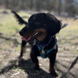 Link - Dachshund