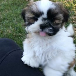 Shih Tzu Puppies from Stevens’ Hidden Acres