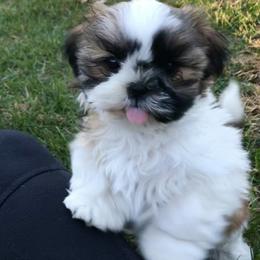 Shih Tzu Puppies from Stevens’ Hidden Acres