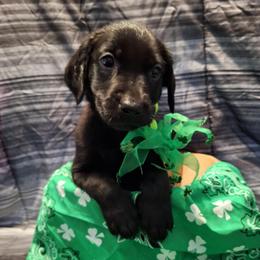 Dusk - Black male Labrador Retriever puppy in Bemidji, Minnesota from Northern Star Elite Quality Labrador Retrievers