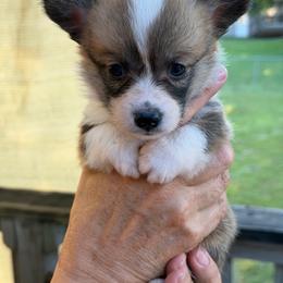Freedom - Sable female Pembroke Welsh Corgi puppy in Nevada, Iowa from Rogers AKC Corgis of Iowa.