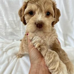 Elizabeth - Buff female Cockapoo puppy in Adrian, Oregon from ApplebyFarm