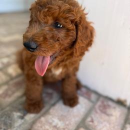 Orange - male Goldendoodle puppy in Shingle Springs, California from California Double Doodles