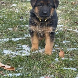 German Shepherd Puppies from MK German Shepherds LLC