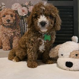 Colton - Red male Bernedoodle puppy in Bristol, Tennessee from 4goldendoodles