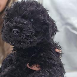 Winston - Black male Cockapoo puppy in New Jersey from Teddy Bear Cockapoos