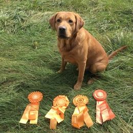 Sully - Labrador Retriever