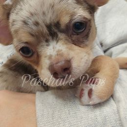 Sienna - Merle female Chihuahua puppy in Bowdon, Georgia from Paschal's Pups