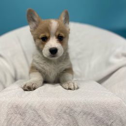 Charlie - Fawn Pembroke Welsh Corgi puppy in Urbana, Ohio from Edgewood Farm and Kennel
