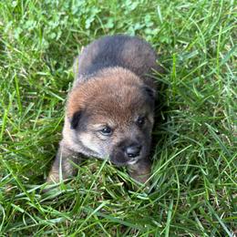 Skye - Sesame female Shiba Inu puppy in Covington, Ohio from Rustic Country Shibas