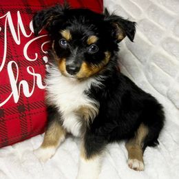 Toy Australian Shepherd Puppies from Kickapoo Creek Toy Aussies