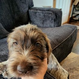 Wirehaired Pointing Griffon Puppies from Idaho Wirehaired Pointing Griffons