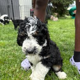 Kennedy - Tri-color female Bernedoodle puppy in Center Line, Michigan from Mitten Made Bernedoodles