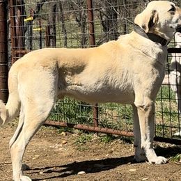 Kal-El - Turkish Boz Shepherd
