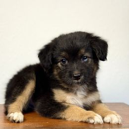 Clarke - Black tri male Miniature American Shepherd puppy in Eugene, Oregon from AKC Emerald Valley Minis