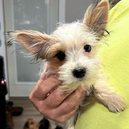 (Was Patches) Copper - Parti Yorkshire Terrier puppy in Roopville, Georgia from Rodney/Lisa Williams