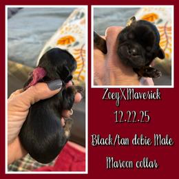 Maroon collar - Black and tan male Shih Tzu puppy in Kosciusko, Mississippi from The Dog House LLC