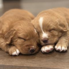 Nova Scotia Duck Tolling Retriever Puppies from Terracotta Tollers