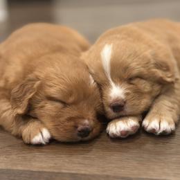 Nova Scotia Duck Tolling Retriever Puppies from Terracotta Tollers