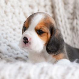 Lark - Black tan and white female Beagle puppy in Caldwell, Ohio from Folklore Kennel