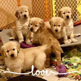 Golden Retrievers from PotAGold Golden Retrievers