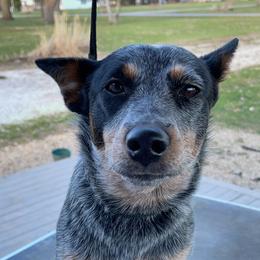 Dillie  - Australian Cattle Dog