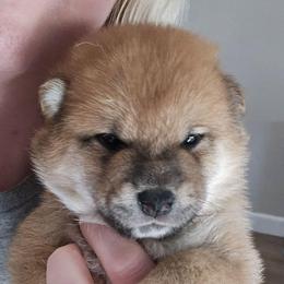 Rei - Red female Shiba Inu puppy in Marianna, Florida from Diwasou