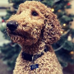 Labradoodles from Powers Doodles